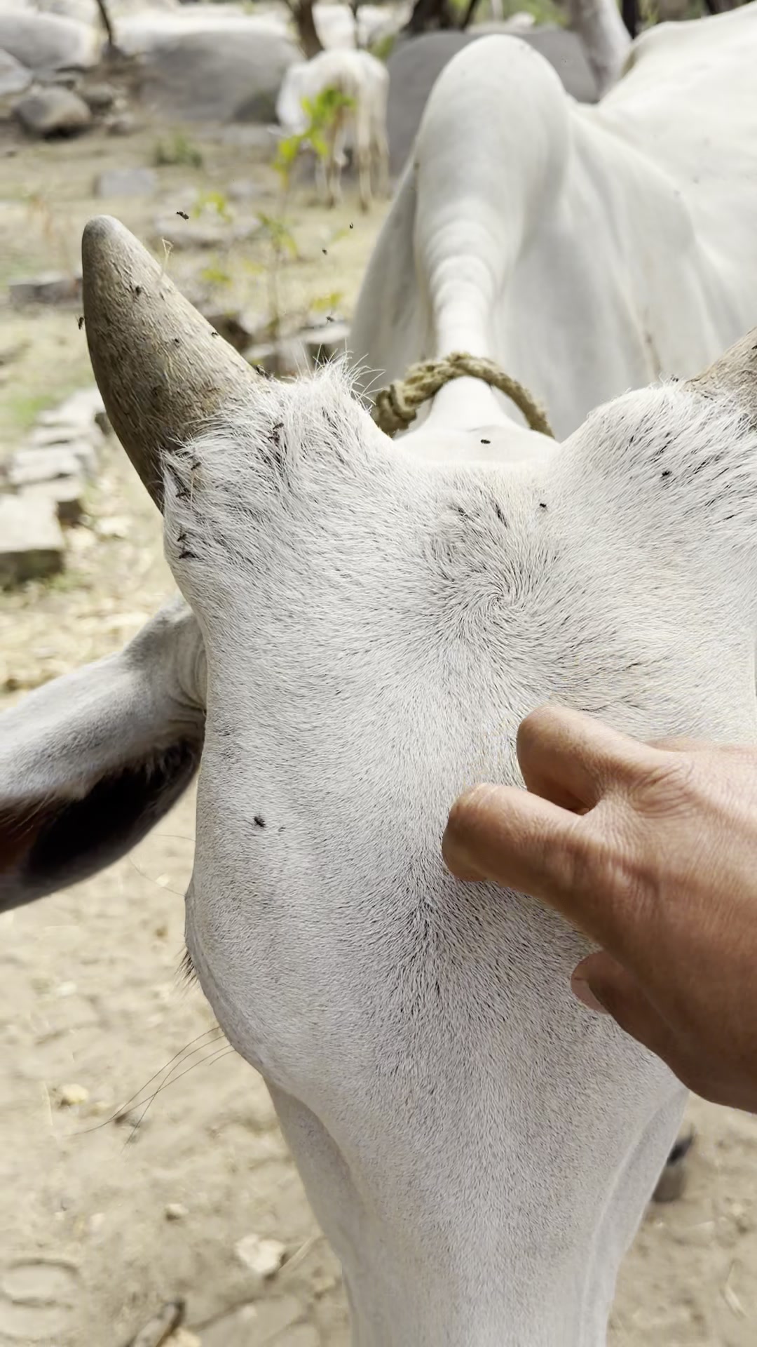 A trusting cow allowing her nose to be rubbed at the goshala