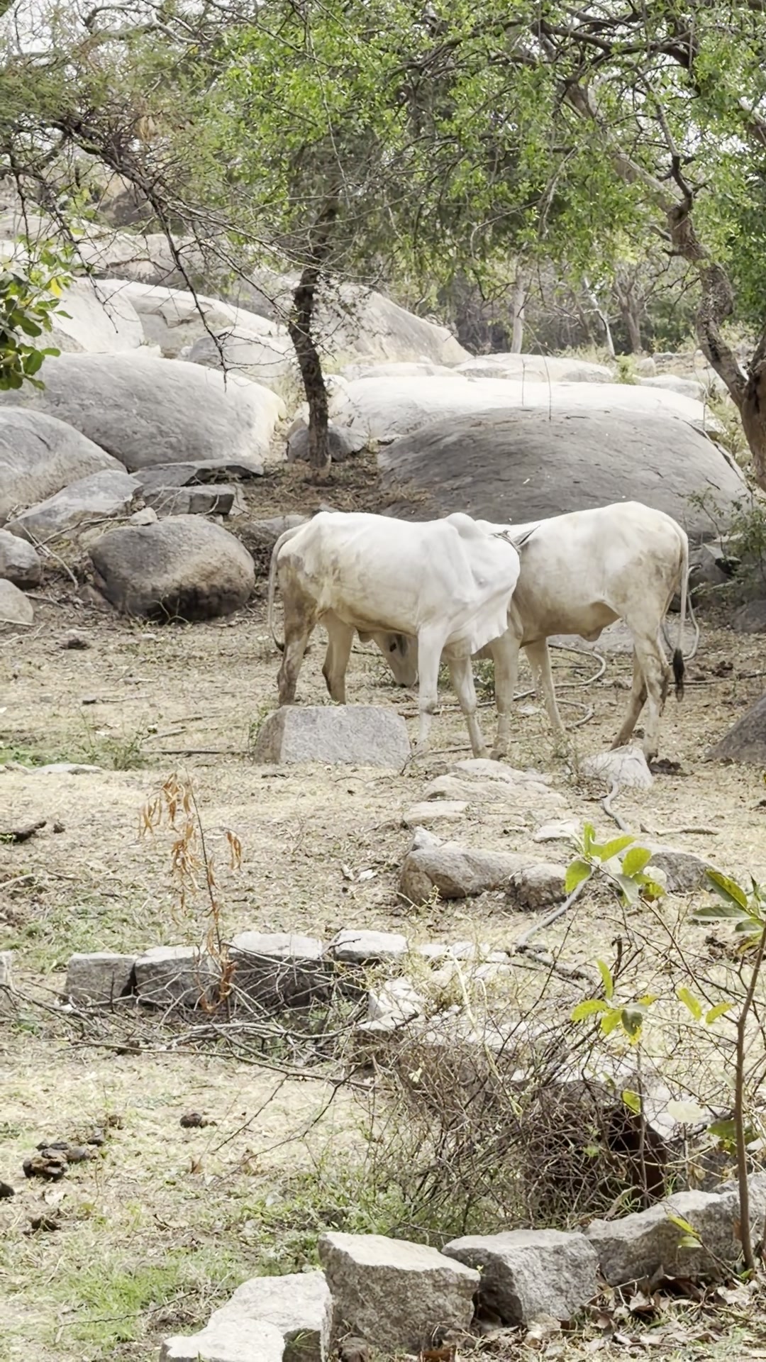 Two young Nandis meeting horns inside the goshala