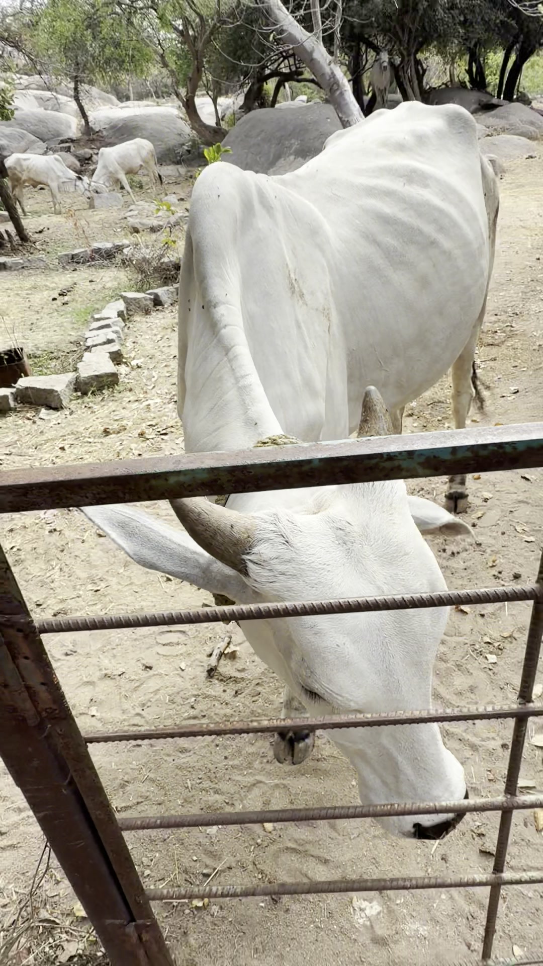 The same cow returning to the gate for a closer visit