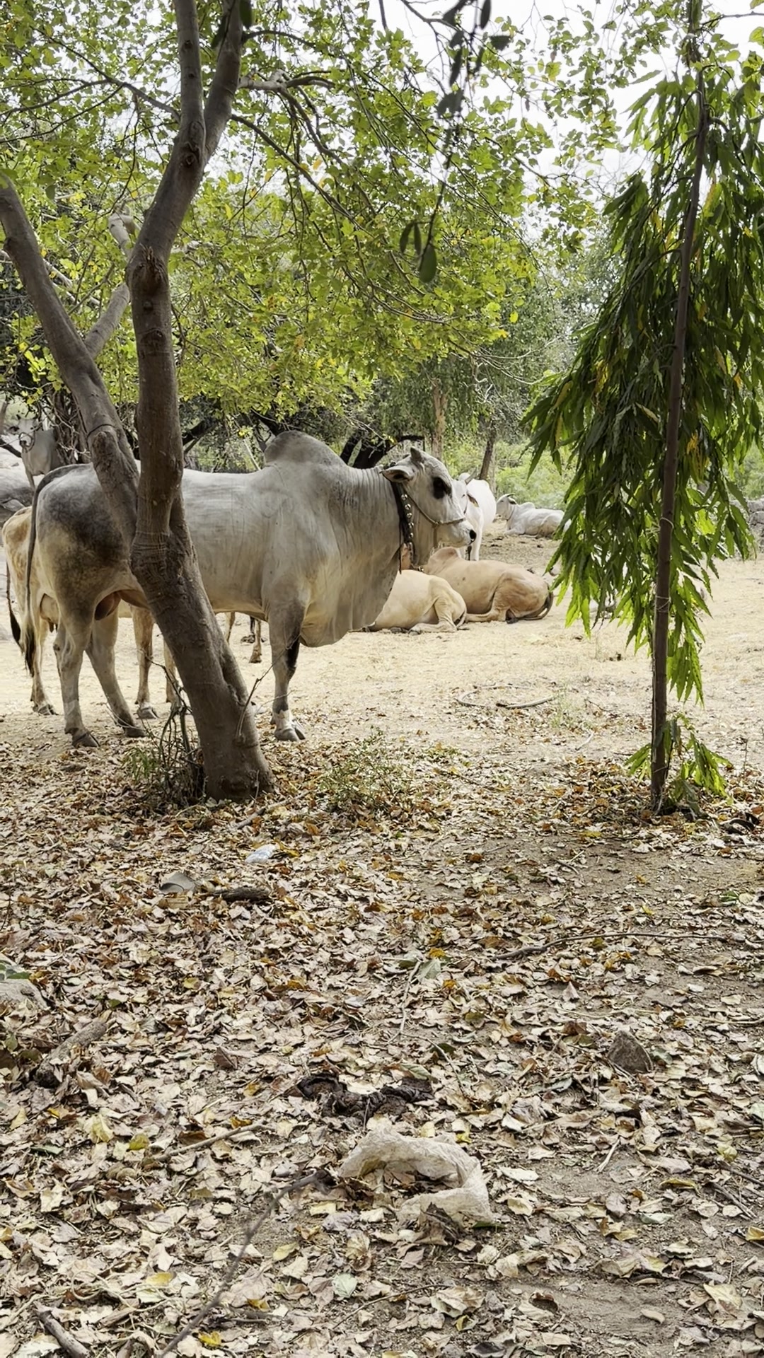 The big Nandi standing beneath a tree at the Kishkindha goshala