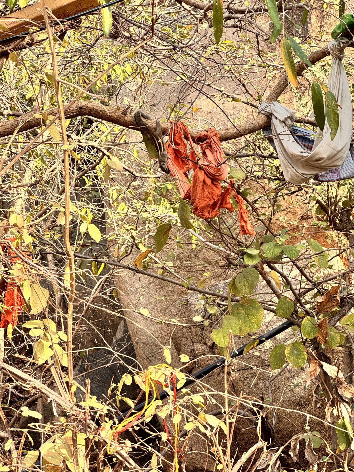 Wildlife and vegetation beside the climbing route