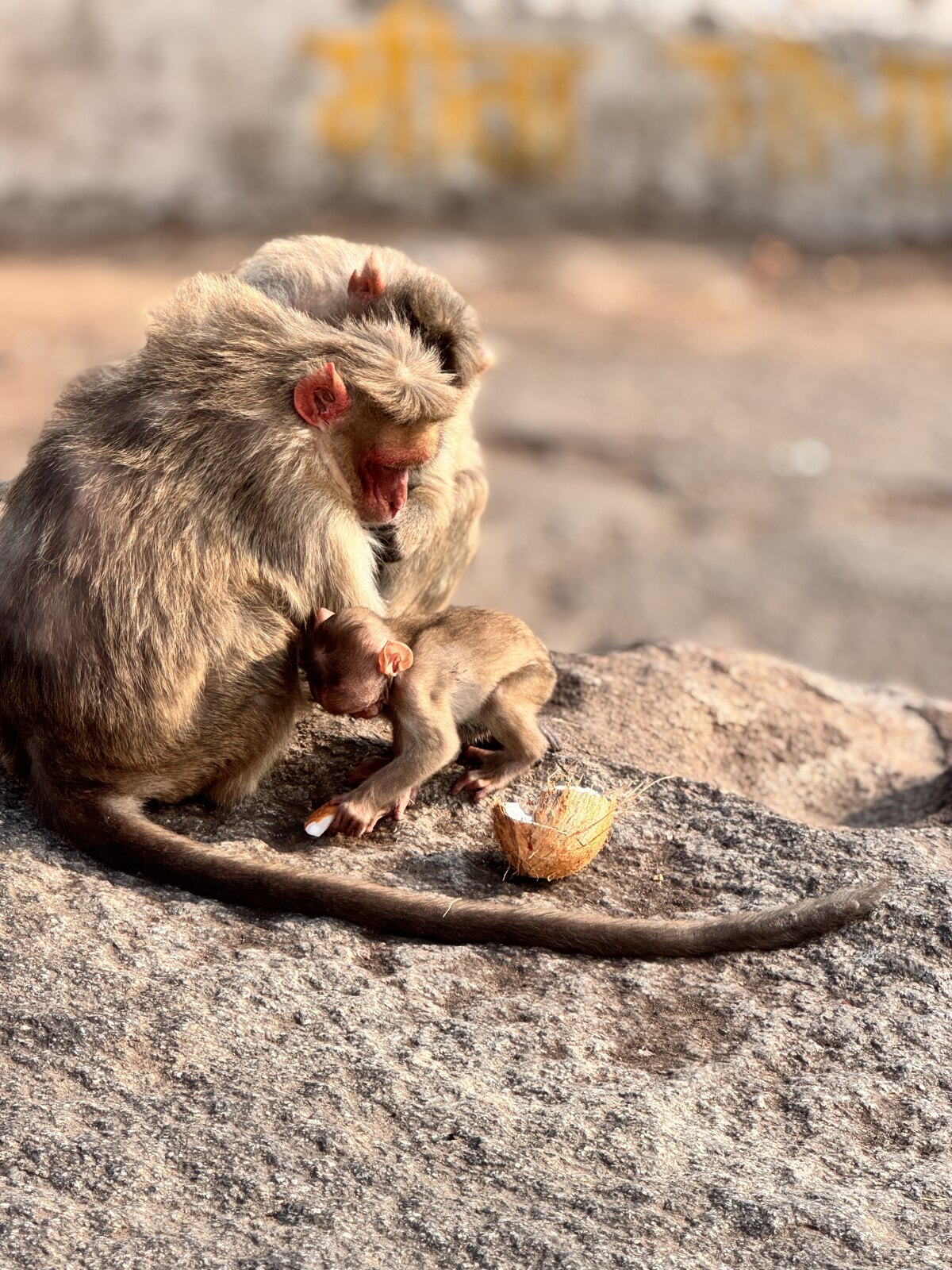 An adult monkey with a young monkey at the summit