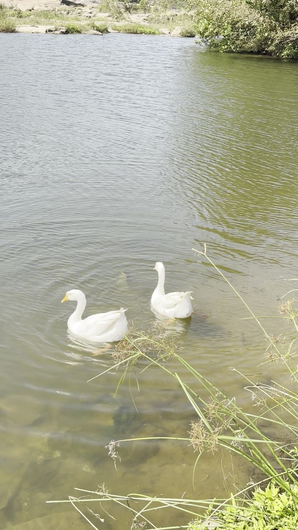 Two white domestic geese beside the Rishimukha crossing